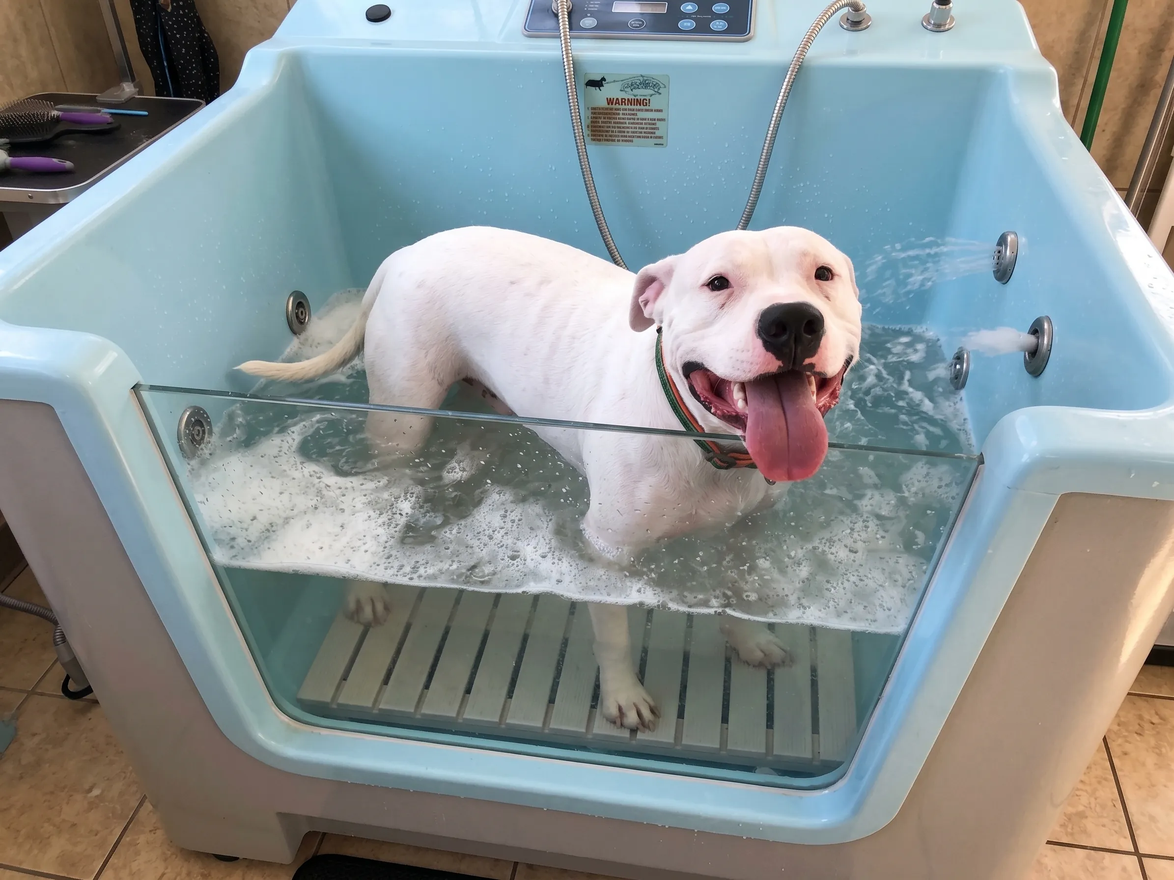 Dog Bath
