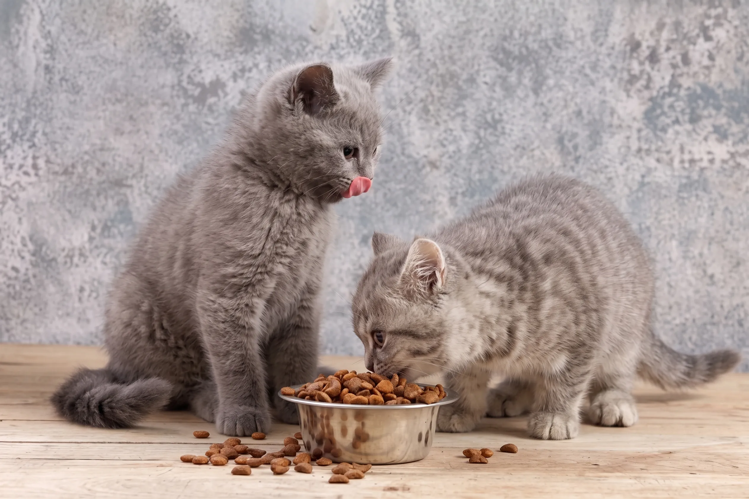Cat eating